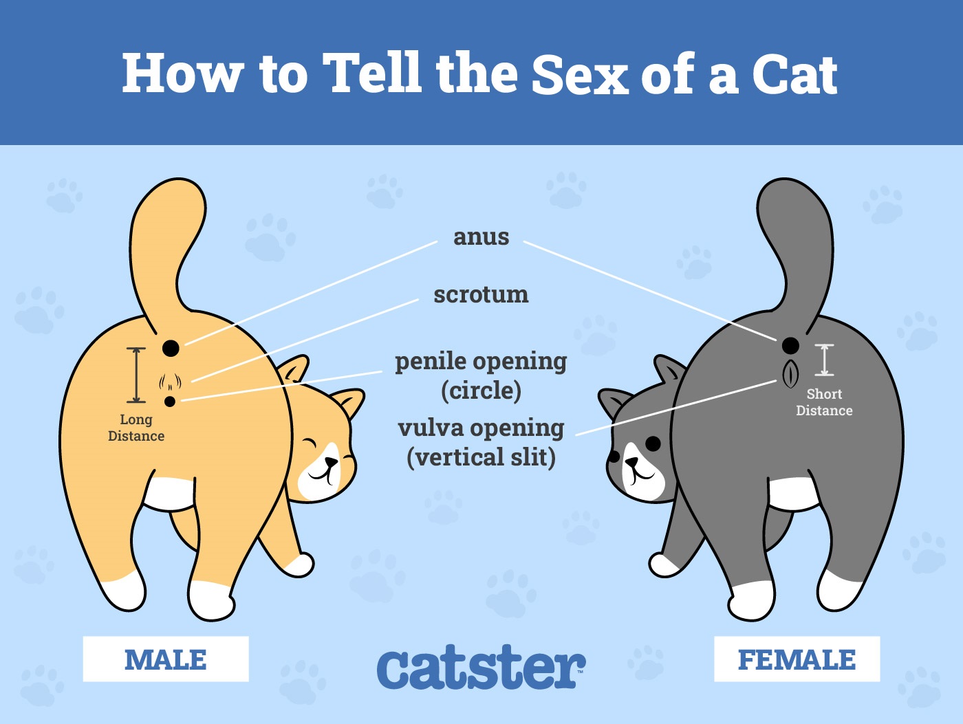 How to Determine the Cats Gender / Sex