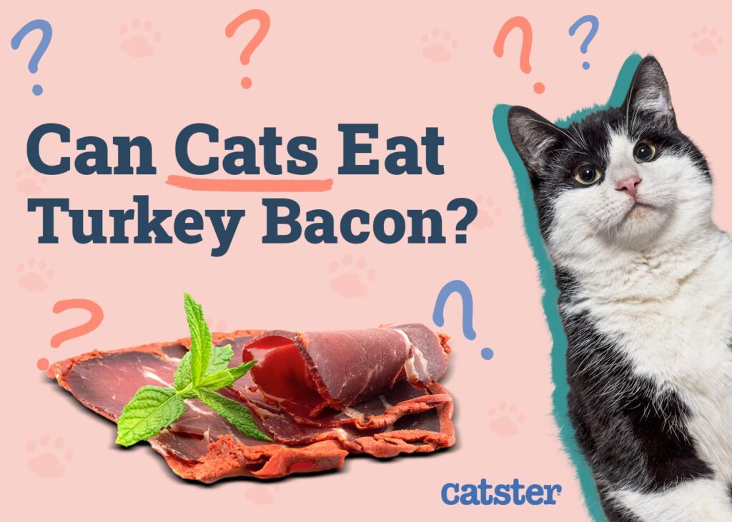 Can Cats Eat Turkey Bacon? Vet-Authorised Risks & FAQ
